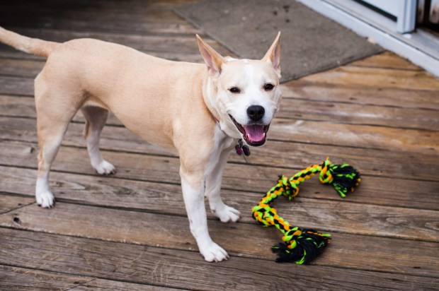 Koda Bear - Jackietara blog