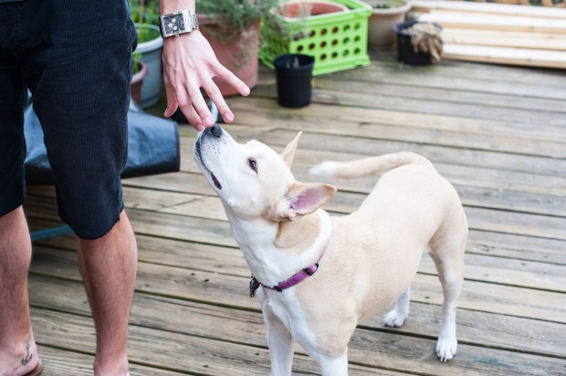 Koda Bear - Jackietara blog