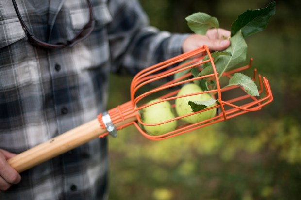 Apple Picking - Jackietara blog