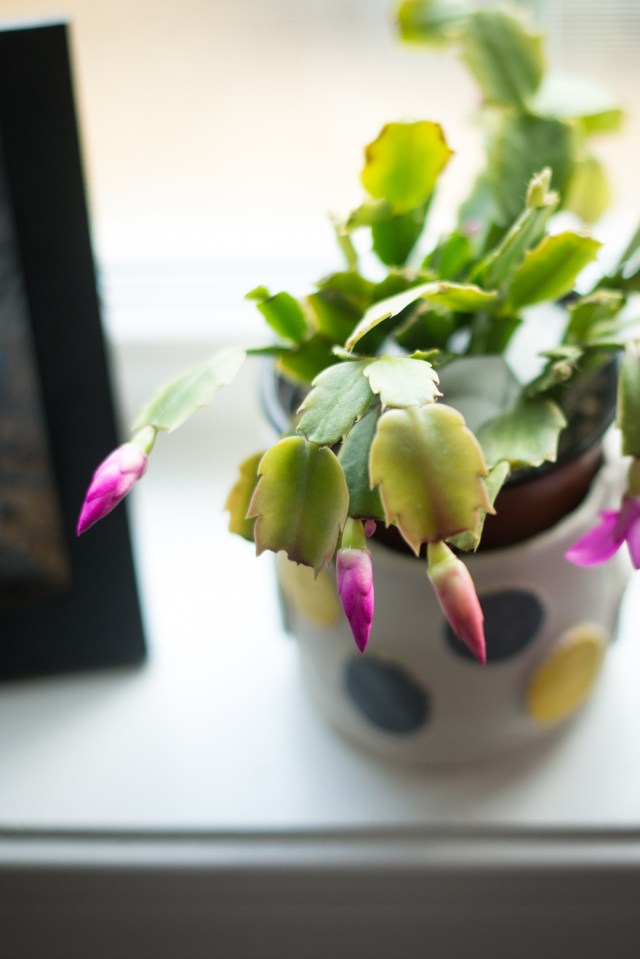 DIY Clay Potter - Jackietara blog