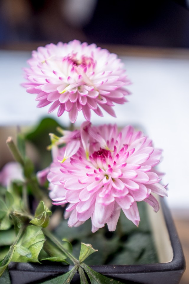 Mexico City - Jackietara blog #travel