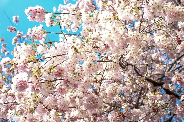 Tried and True Blue - Jackietara blog