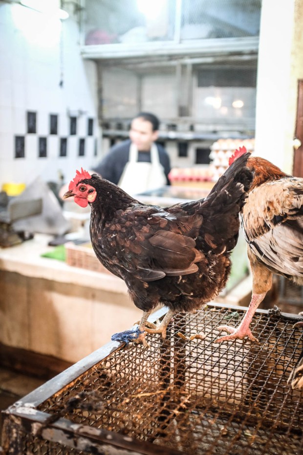 Jackietara blog - Fes