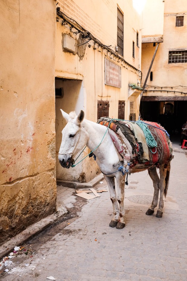 Jackietara blog - Fes