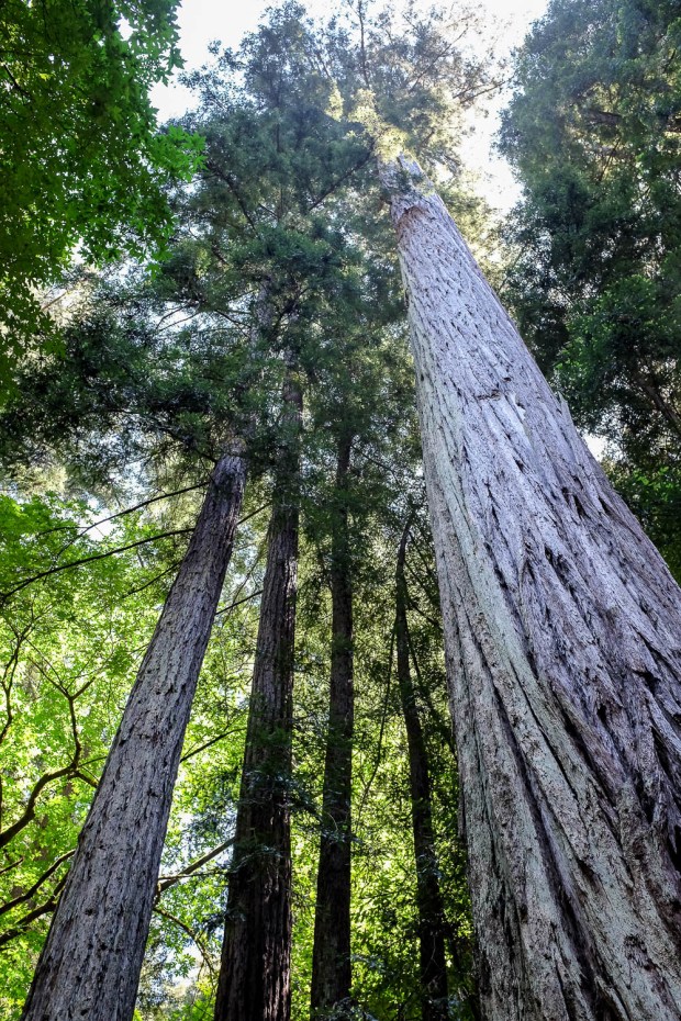 Redwoods-3