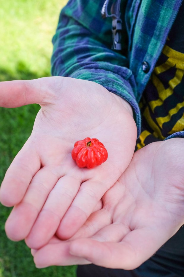 Jackie Tara Blog - Costa Rica Part II: Poas Volcano Tour