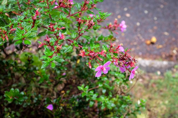 Jackie Tara Blog - Costa Rica Part II: Poas Volcano Tour