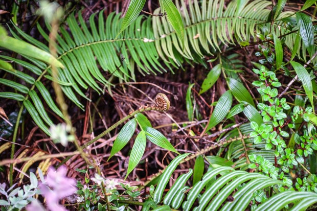 Jackie Tara Blog - Costa Rica Part II: Poas Volcano Tour