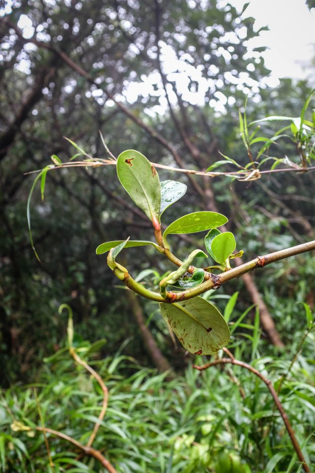 Jackie Tara Blog - Costa Rica Part II: Poas Volcano Tour