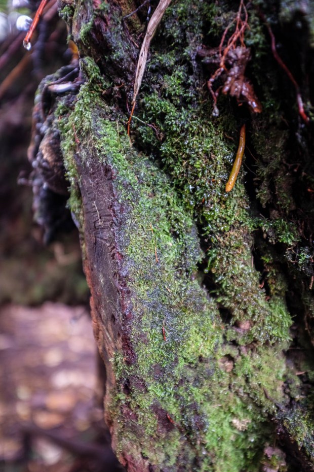 Jackie Tara Blog - Costa Rica Part II: Poas Volcano Tour