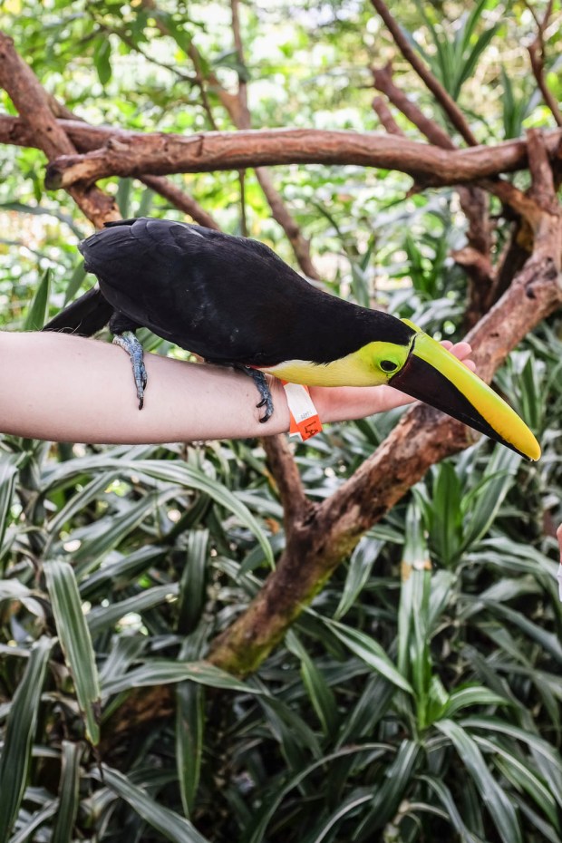 Jackie Tara Blog - Costa Rica Part II: Poas Volcano Tour