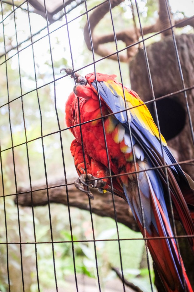 Jackie Tara Blog - Costa Rica Part II: Poas Volcano Tour