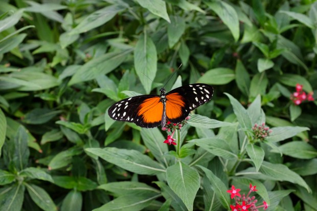 Jackie Tara Blog - Costa Rica Part II: Poas Volcano Tour
