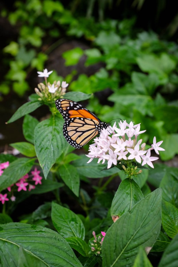 Jackie Tara Blog - Costa Rica Part II: Poas Volcano Tour