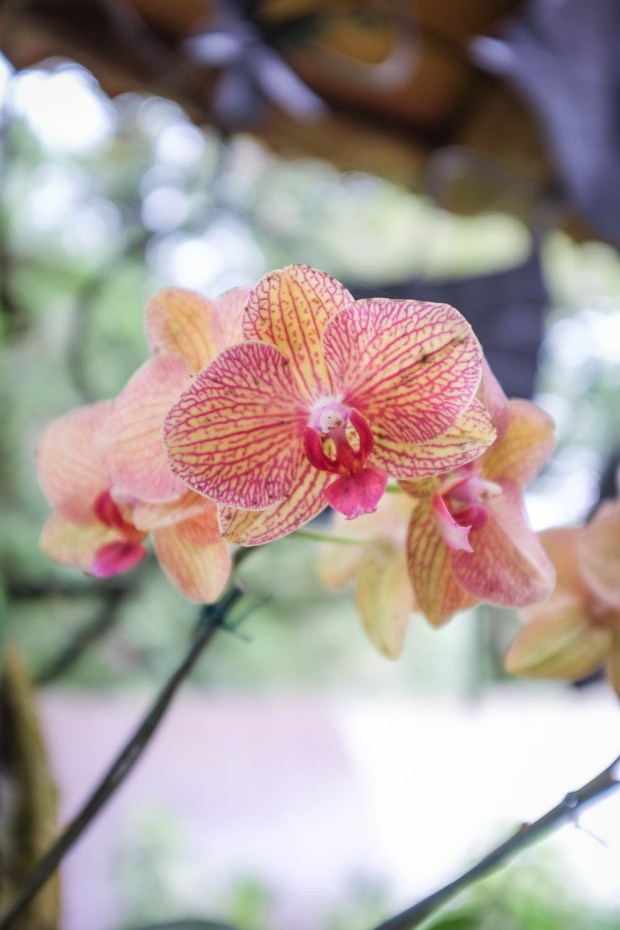 Jackie Tara Blog - Costa Rica Part II: Poas Volcano Tour