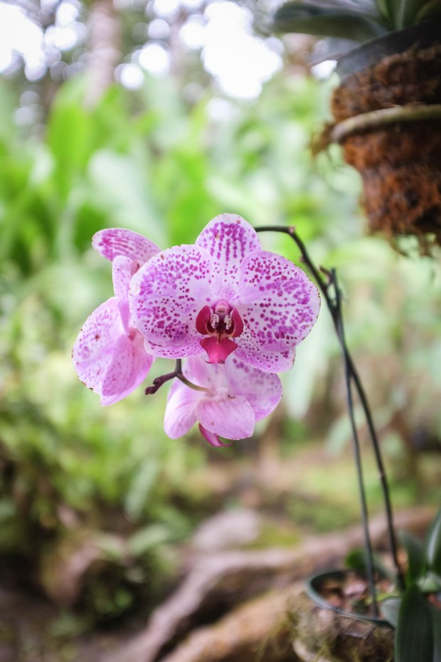 Jackie Tara Blog - Costa Rica Part II: Poas Volcano Tour