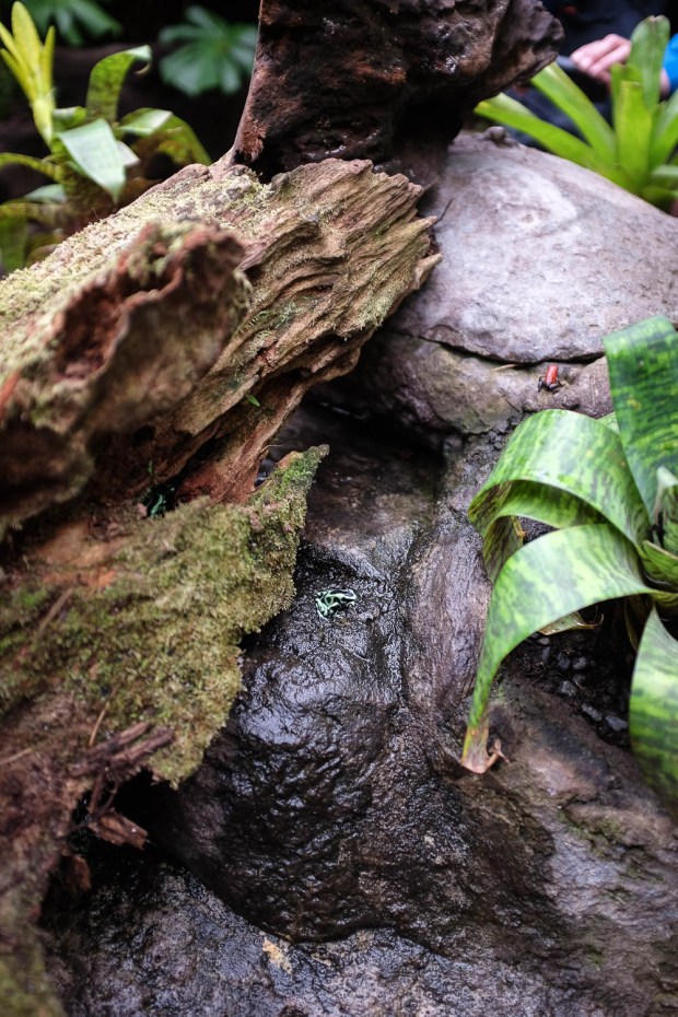 Jackie Tara Blog - Costa Rica Part II: Poas Volcano Tour