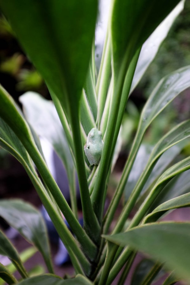 Jackie Tara Blog - Costa Rica Part II: Poas Volcano Tour