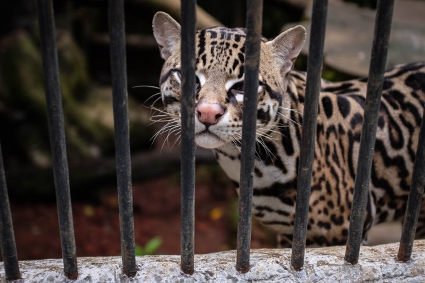 Jackie Tara Blog - Costa Rica Part II: Poas Volcano Tour