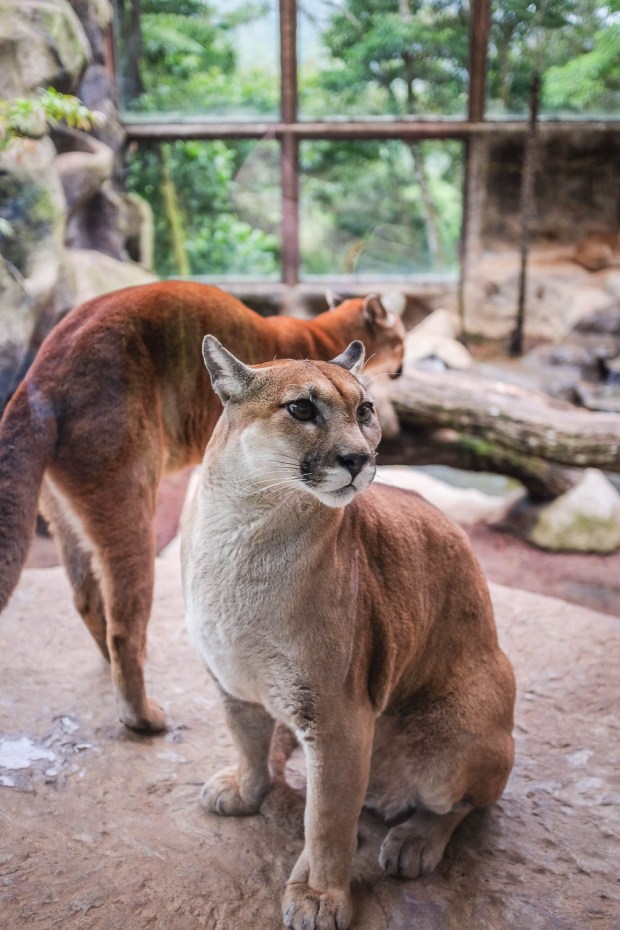 Jackie Tara Blog - Costa Rica Part II: Poas Volcano Tour