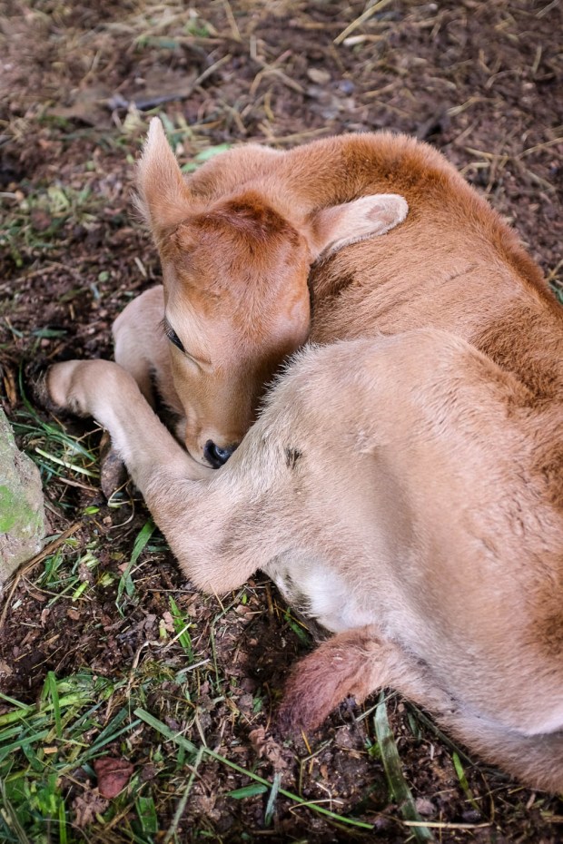 Jackie Tara Blog - Costa Rica Part II: Poas Volcano Tour