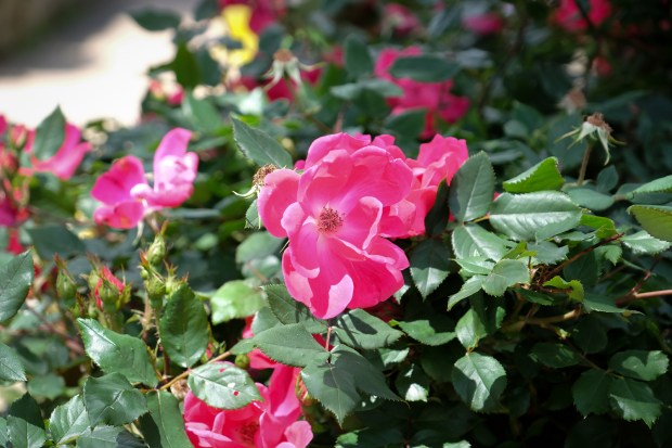 Jackie Tara Blog - Spring Chambray